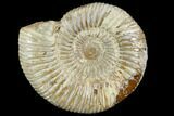 Polished Jurassic Ammonite (Perisphinctes) - Madagascar #104926-1